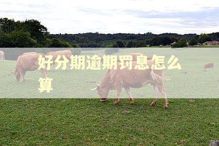 好分期逾期罚息怎么算