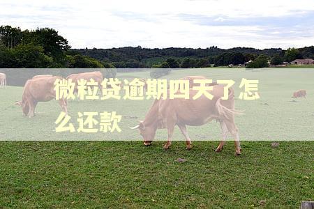 微粒贷逾期四天了怎么还款