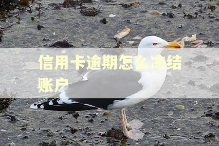 信用卡逾期怎么冻结账户