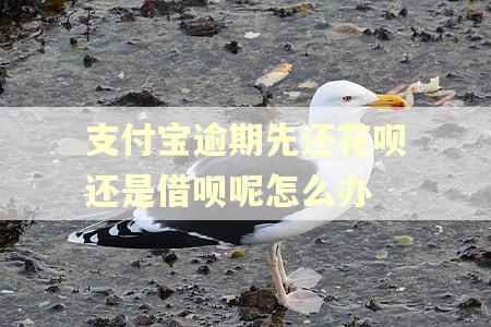 支付宝逾期先还花呗还是借呗呢怎么办