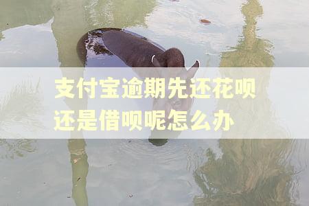 支付宝逾期先还花呗还是借呗呢怎么办