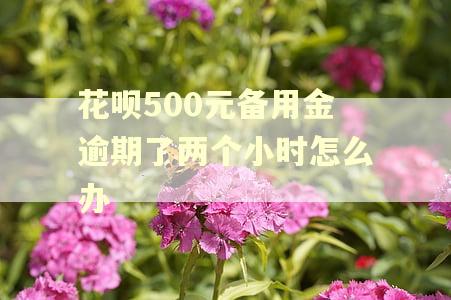 花呗500元备用金逾期了两个小时怎么办