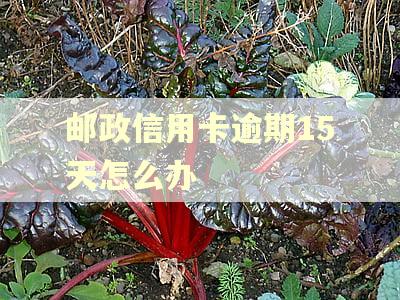 邮政信用卡逾期15天怎么办