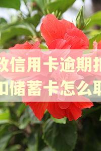 邮政信用卡逾期扣费代扣储蓄卡怎么取消