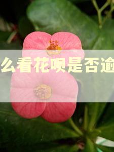 怎么看花呗是否逾期过