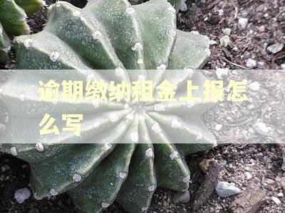 逾期缴纳租金上报怎么写