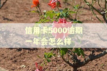 信用卡5000逾期一年会怎么样