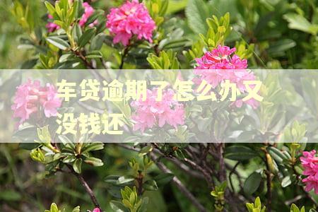 车贷逾期了怎么办又没钱还