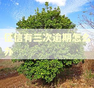 征信有三次逾期怎么办