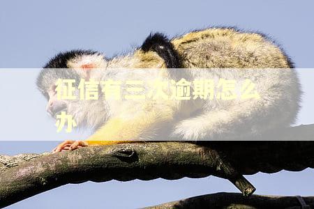 征信有三次逾期怎么办