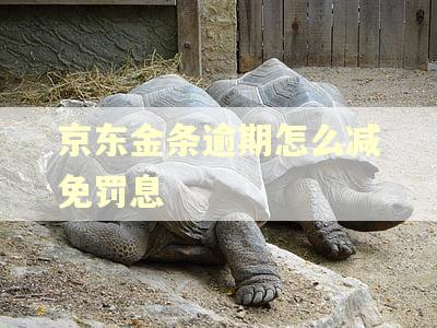 京东金条逾期怎么减免罚息
