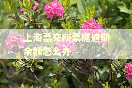 上海票交所票据逾期余额怎么办