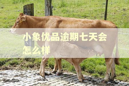 小象优品逾期七天会怎么样