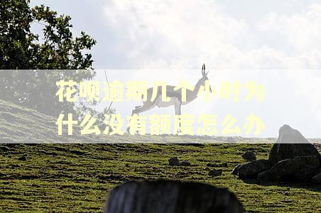 花呗逾期几个小时为什么没有额度怎么办