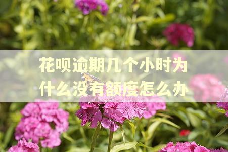 花呗逾期几个小时为什么没有额度怎么办