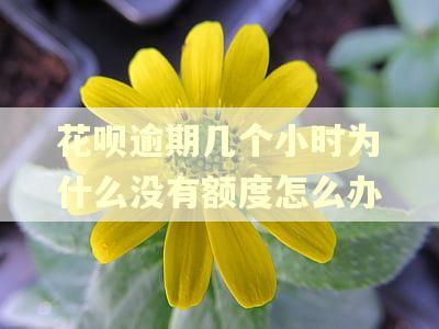 花呗逾期几个小时为什么没有额度怎么办