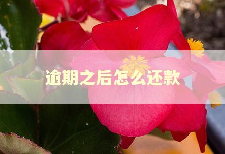 逾期之后怎么还款
