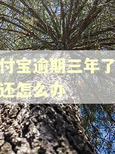 支付宝逾期三年了没钱还怎么办