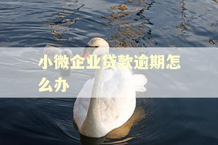 小微企业贷款逾期怎么办