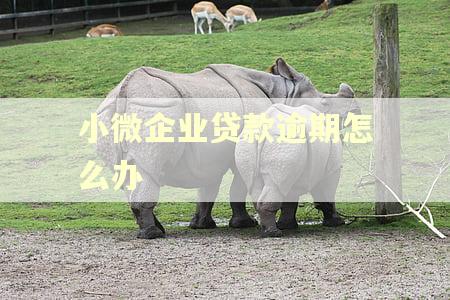 小微企业贷款逾期怎么办