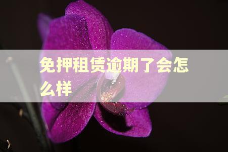免押租赁逾期了会怎么样