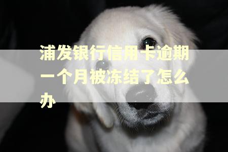 浦发银行信用卡逾期一个月被冻结了怎么办
