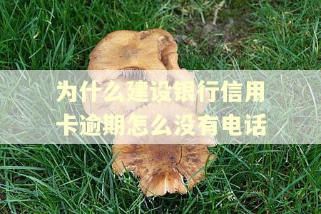 为什么建设银行信用卡逾期怎么没有电话