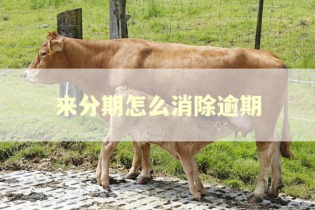 来分期怎么消除逾期