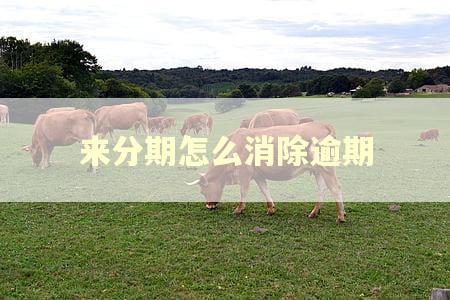 来分期怎么消除逾期 来分期怎么消除逾期