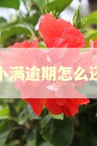 度小满逾期怎么还款