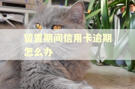 留置期间信用卡逾期怎么办 留置期间信用卡逾期怎么办