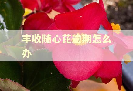 丰收随心芘逾期怎么办
