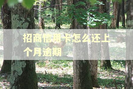 招商信用卡怎么还上个月逾期