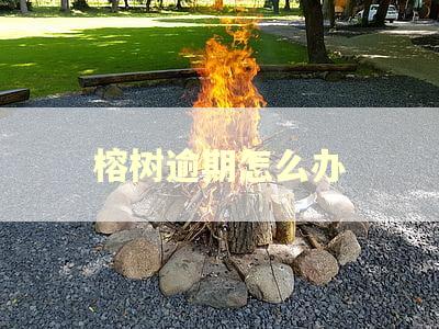 榕树逾期怎么办
