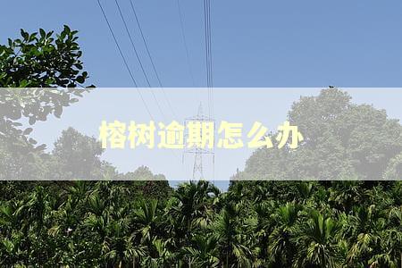 榕树逾期怎么办