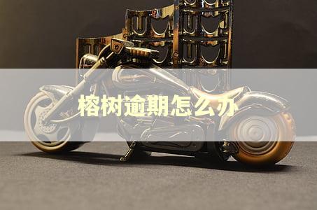 榕树逾期怎么办