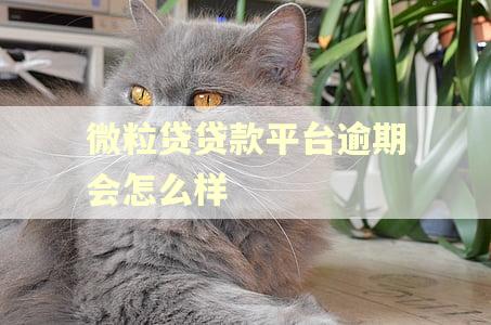 微粒贷贷款平台逾期会怎么样 微粒贷贷款平台逾期会怎么样