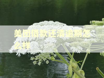 美团借款还清逾期怎么样