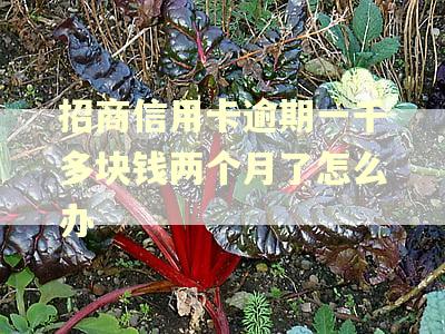 招商信用卡逾期一千多块钱两个月了怎么办
