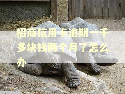 招商信用卡逾期一千多块钱两个月了怎么办