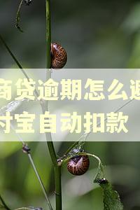 网商贷逾期怎么避免支付宝自动扣款 网商贷逾期怎么避免支付宝自动扣款