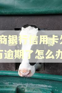 招商银行信用卡欠11万逾期了怎么办?