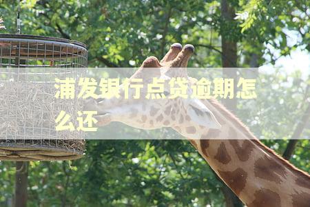 浦发银行点贷逾期怎么还