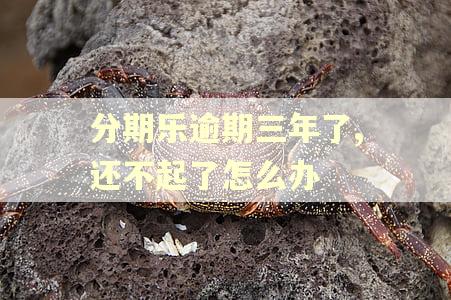 分期乐逾期三年了,还不起了怎么办