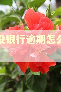 建设银行逾期怎么处理