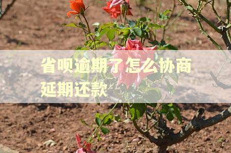 省呗逾期了怎么协商延期还款