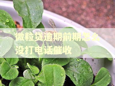 微粒贷逾期前期怎么没打电话催收