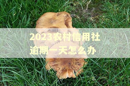 2023农村信用社逾期一天怎么办
