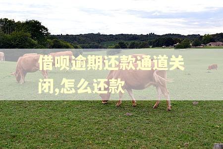 借呗逾期还款通道关闭,怎么还款
