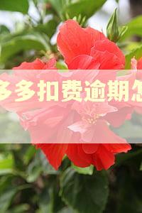 拼多多扣费逾期怎么算